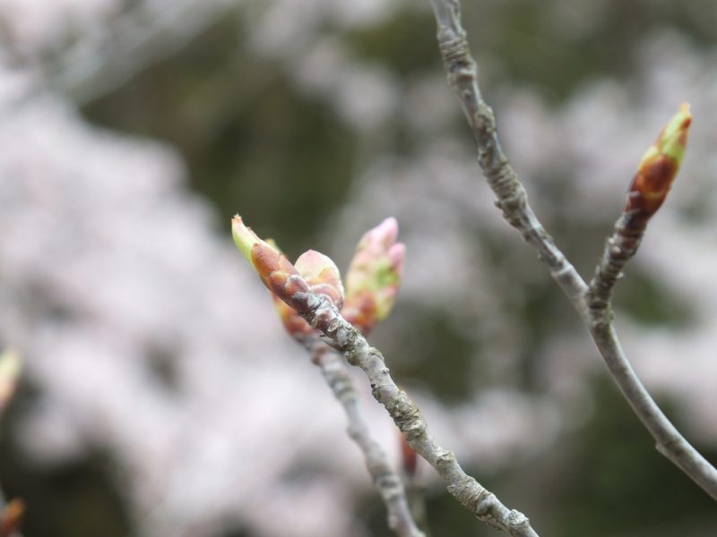 6 - Labyrinth of Cherry Blossoms - Tadao Ando