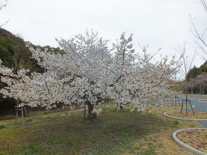 7 - Cherry Blossoms on Naoshima