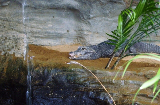 Crocodile Nain - Ueno