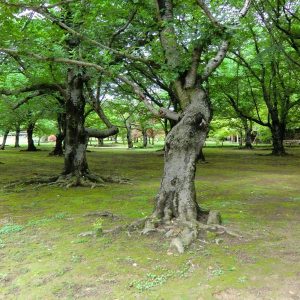 Korakuen - Cerisiers