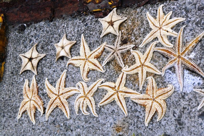Étoiles de mer séchées dans le port d'Ibukijima