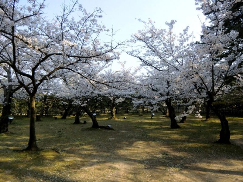 Cerisiers au Parc Ritsurin