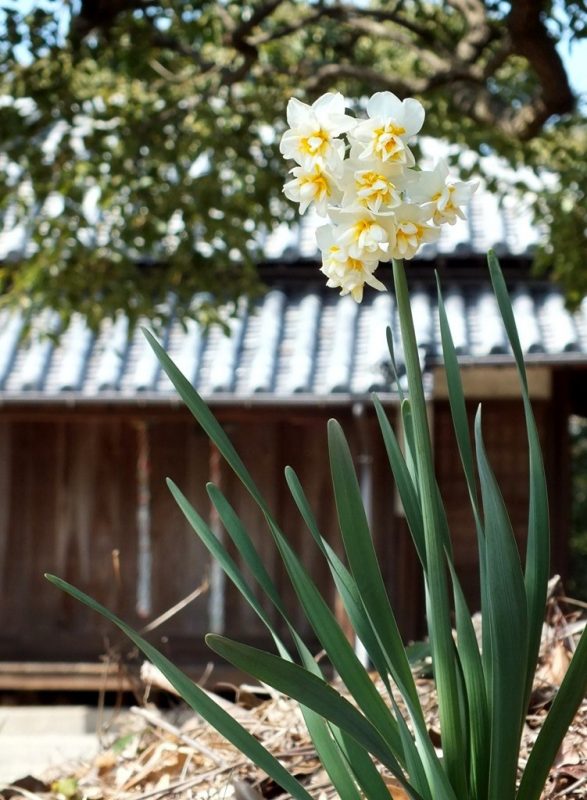 Narcisses sur Shamijima