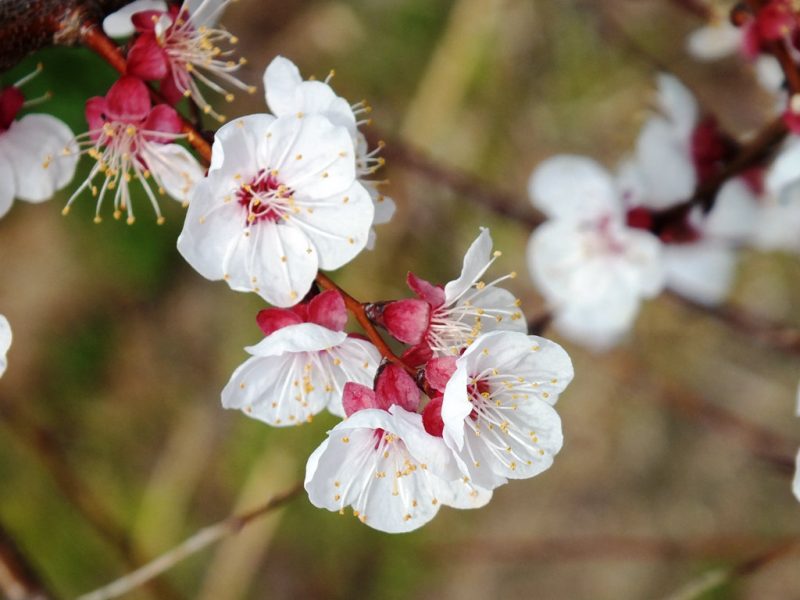 Fleur de cerisier japonais