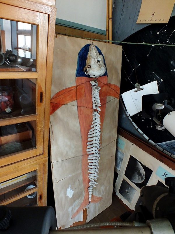 Awashima - squelette de dauphin