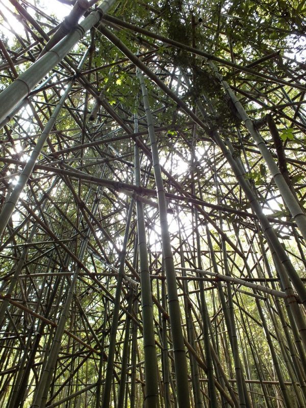 Big Bambu - Teshima - 05