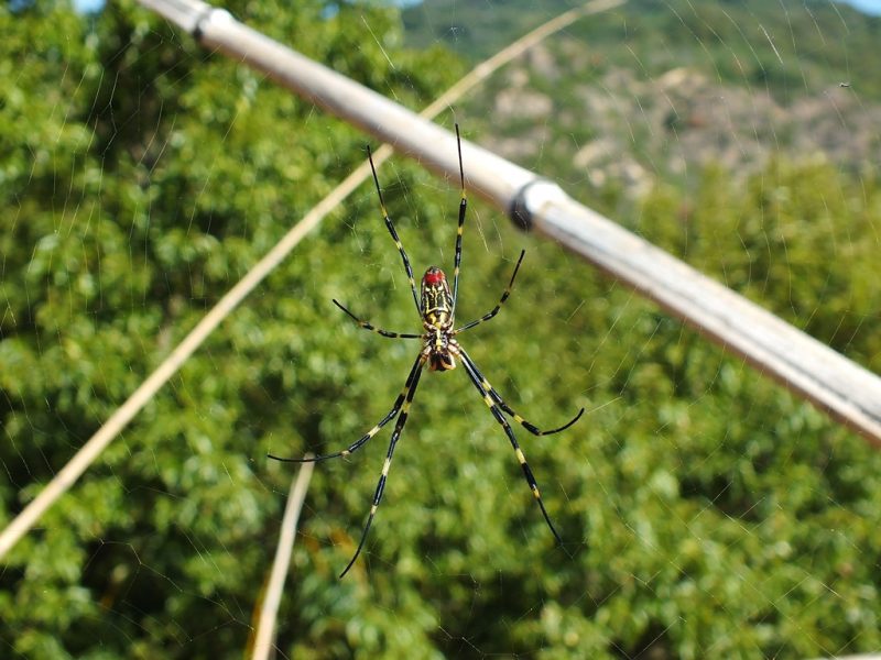 Big Bambu - Teshima - 22