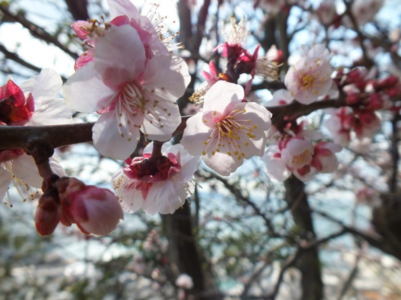 Fleurs de Prunier - Ogijima