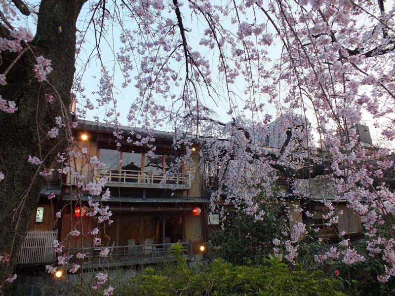 Gion - 7 - cerisiers de shirakawa minami-dori