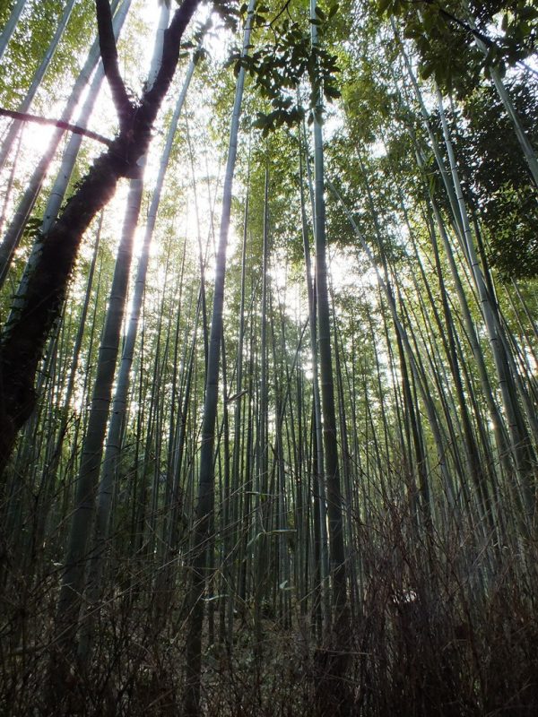Bambous Arashiyama - 1