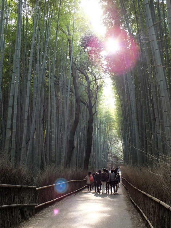 Bambous Arashiyama - 13