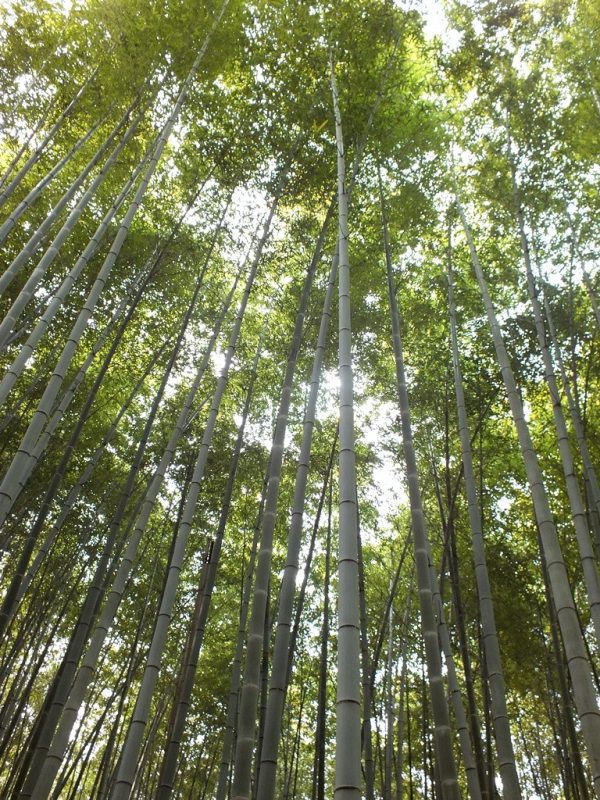 Bambous Arashiyama - 14