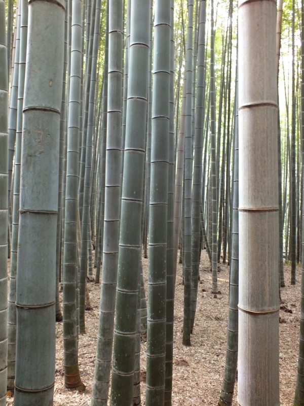Bambous Arashiyama - 15