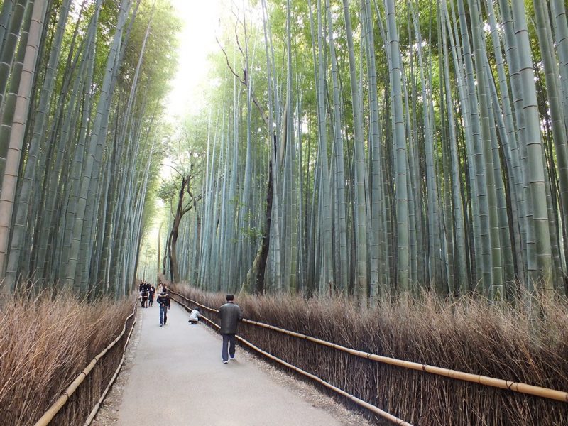 Bambous Arashiyama - 17