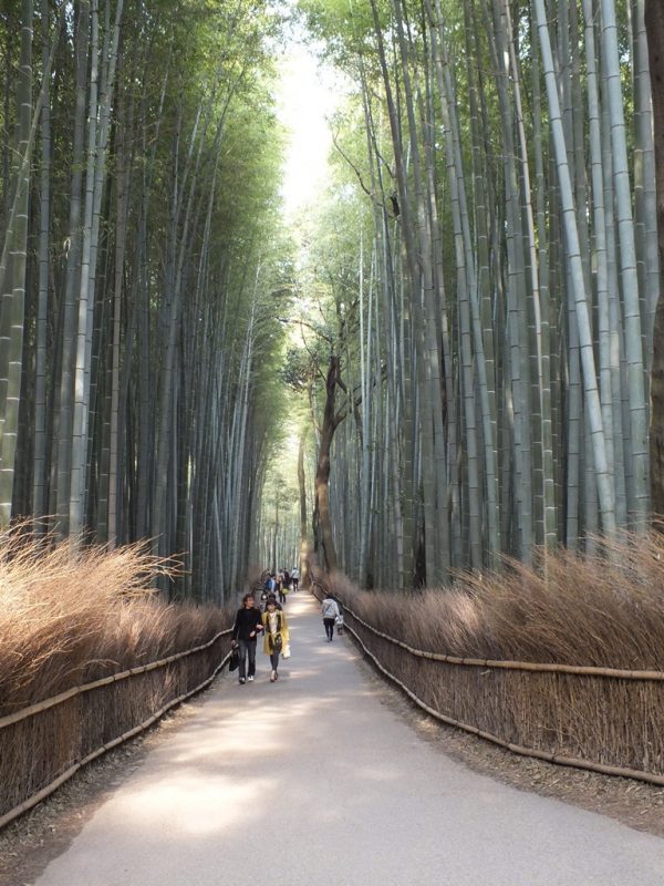 Bambous Arashiyama - 18