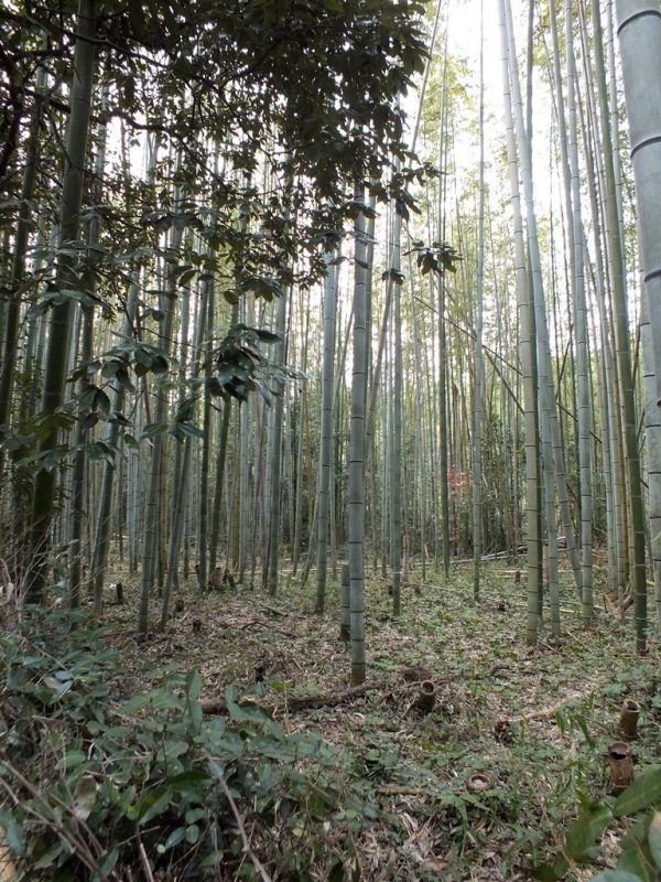 Bambous Arashiyama - 2