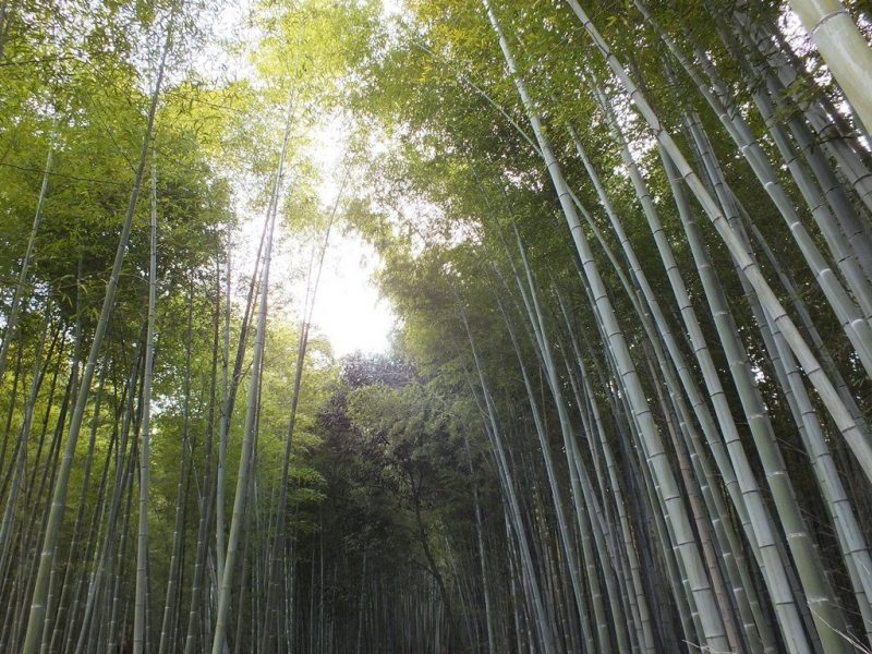 Bambous Arashiyama - 8