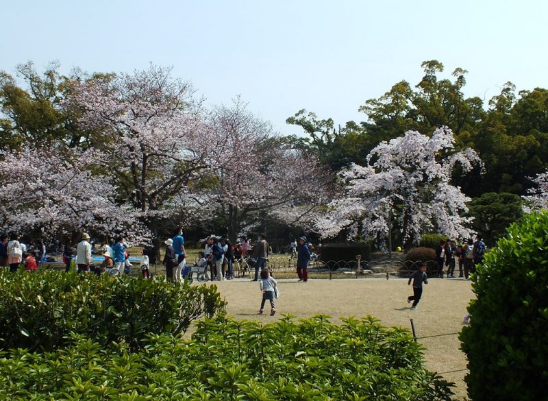 Cerisiers au Parc Ritsurin - 2015 - 1