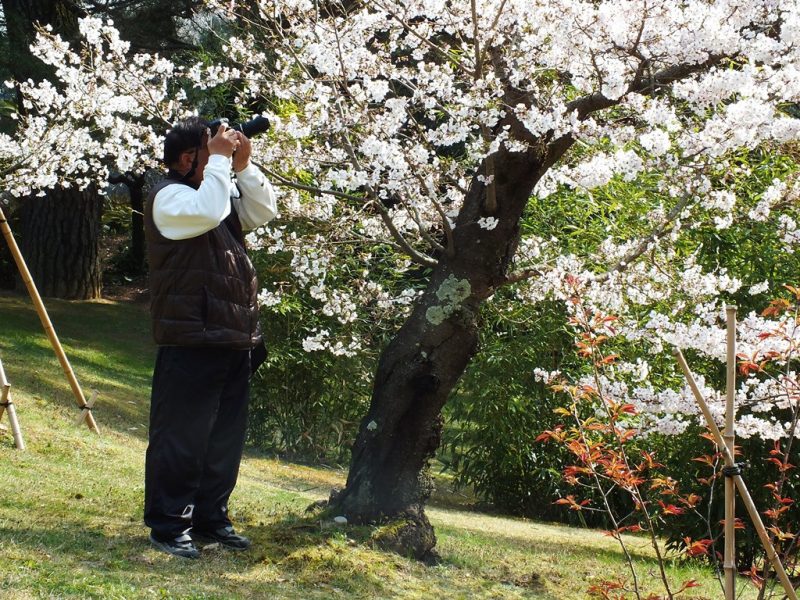 Cerisiers au Parc Ritsurin - 2015 - 10