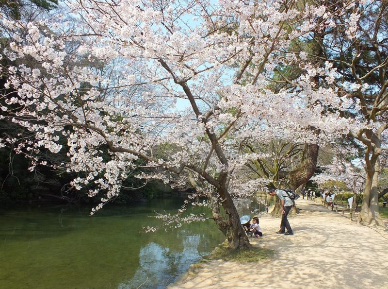 Cerisiers au Parc Ritsurin - 2015 - 11