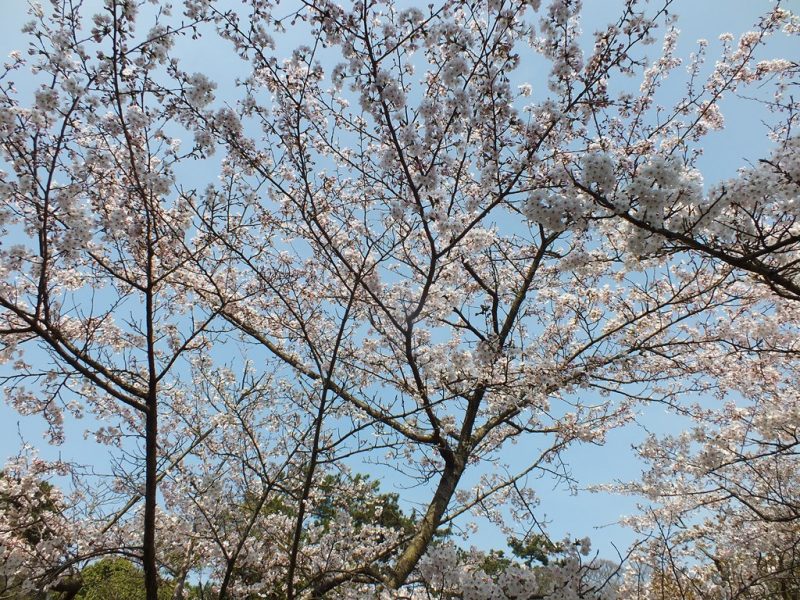 Cerisiers au Parc Ritsurin - 2015 - 7