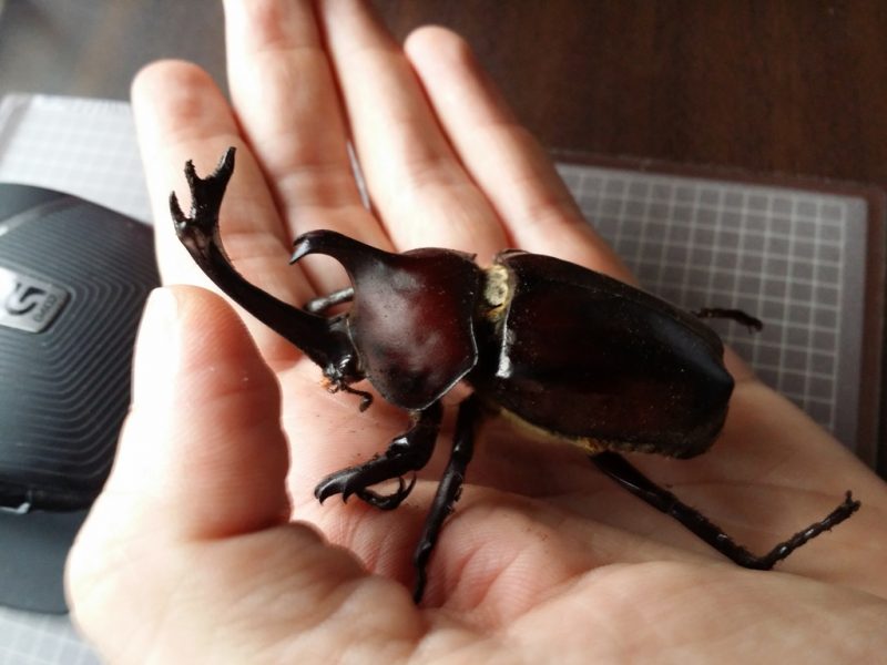 vieux scarabee