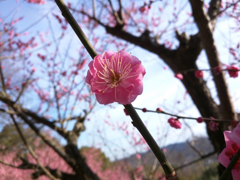 Le printemps arrive - Pruniers - Shikoku Mura - 5