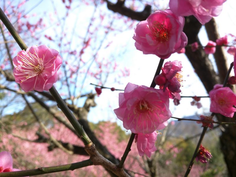 Le printemps arrive - Pruniers - Shikoku Mura - 6