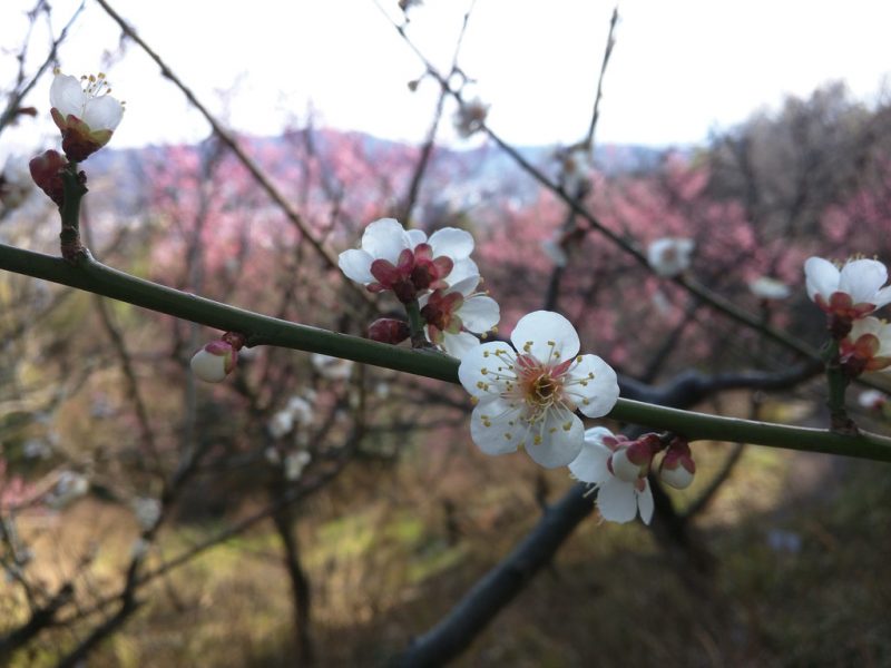 Le printemps arrive - Pruniers - Shikoku Mura - 7