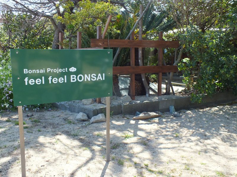 6 - Megijima - Feel Feel Bonsai