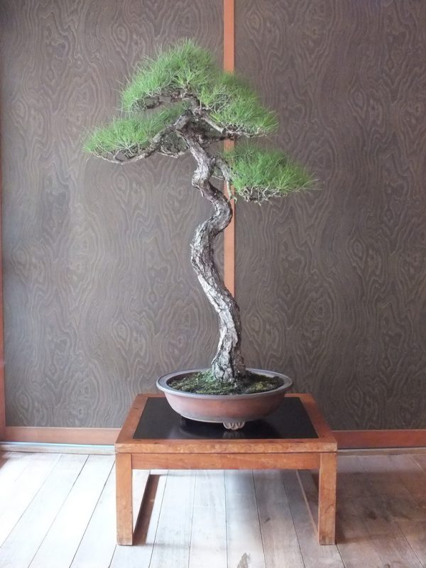 feel-feel-bonsai-en-ete-7